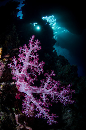 Alcyonaires et grottes