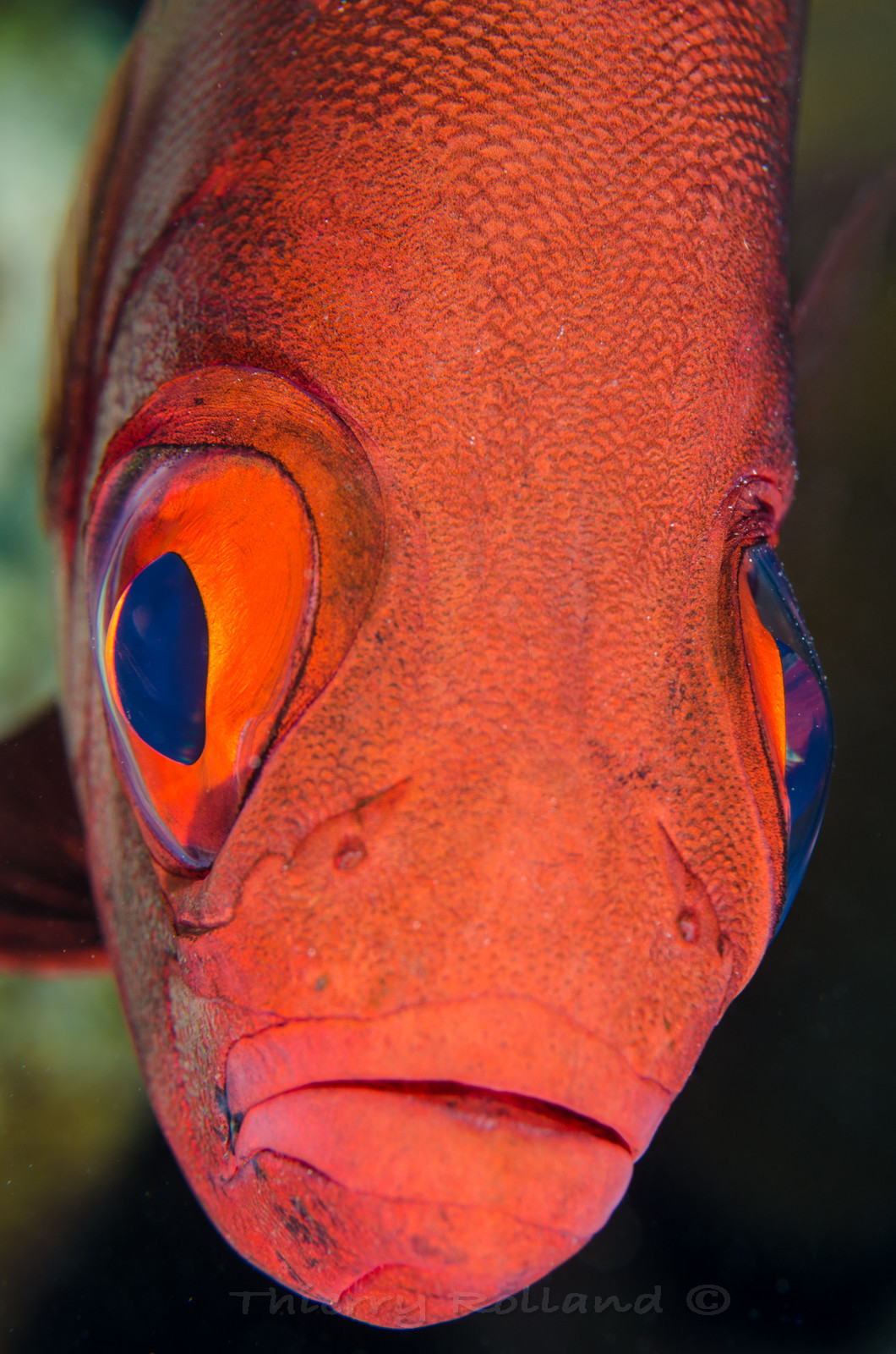 Poisson gros yeux