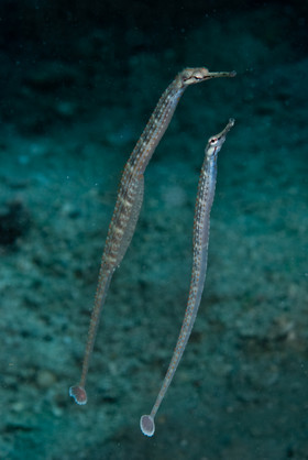 Syngnate
