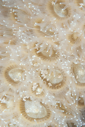 surface corail de nuit