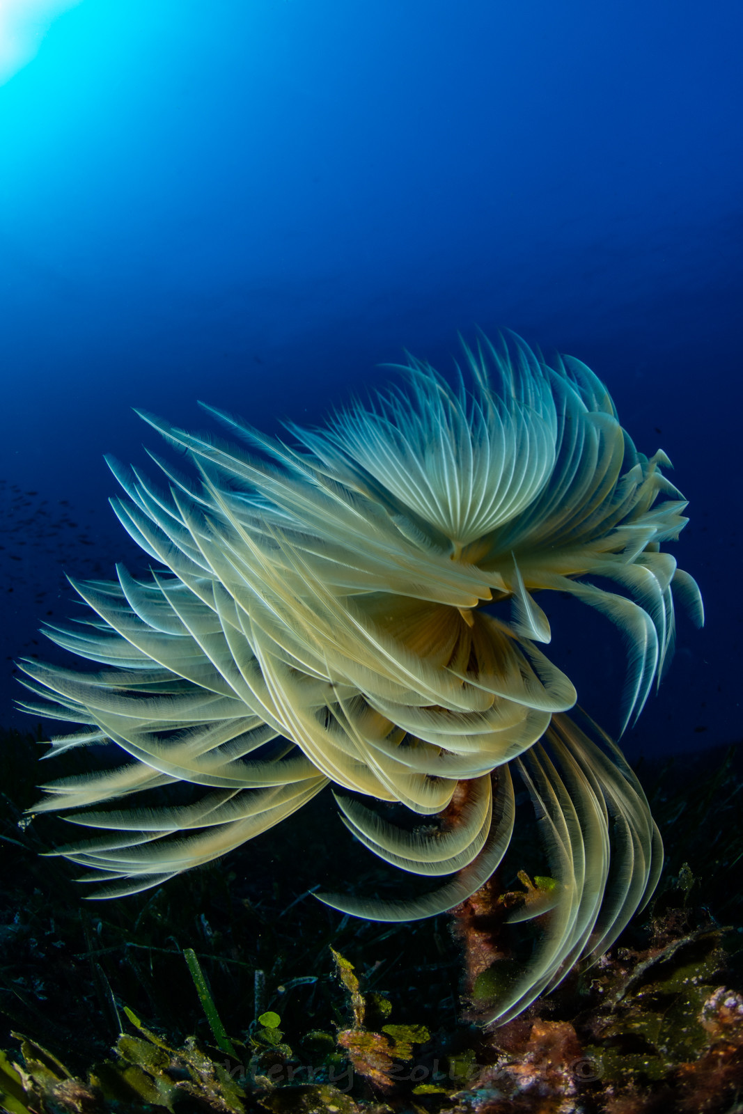 Spirographe La Ciotat