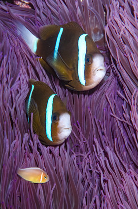 3 clown, 2 espèces