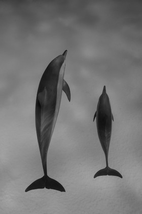 Dauphins long nez - Sataya