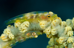 Gobies nains et corail fouet