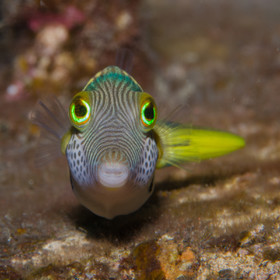 Portrait de diodon