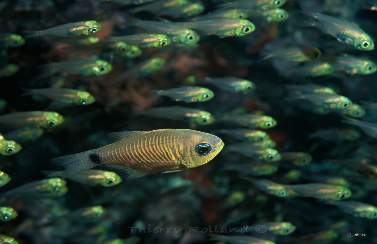 Apogon doré et poissons de verre