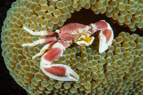 Crabe porcelaine