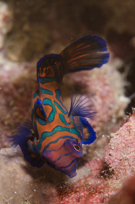 Poisson mandarin