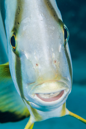 Partrait de platax