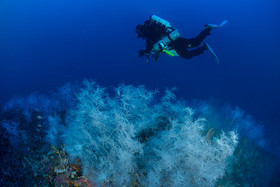 Plongée profonde La Ciotat - corail noir