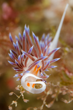 Flabéline