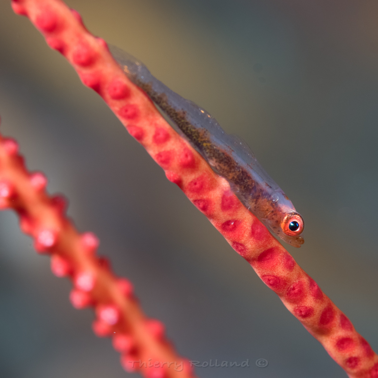 Gobie nain et corail fouet