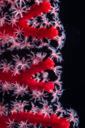 Polypes de coreaux
