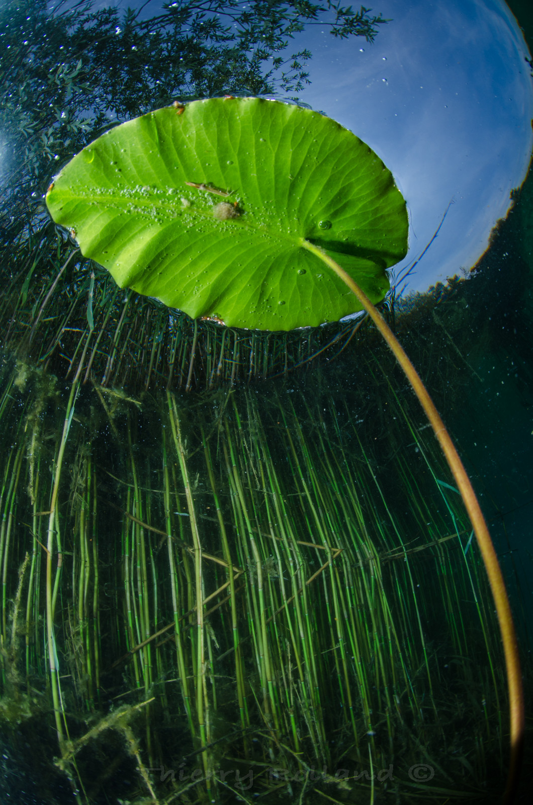 Nénuphar dans le ciel