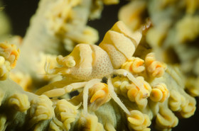 Crevette et corail fouet