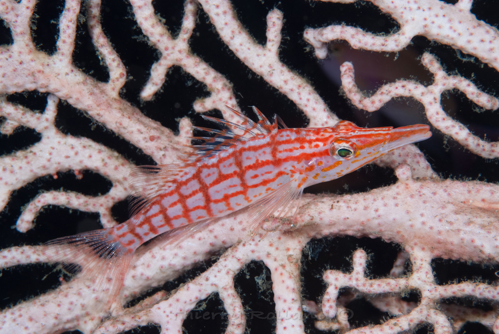 Poisson faucon long nez