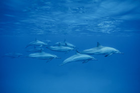 Dauphins long nez - Sataya