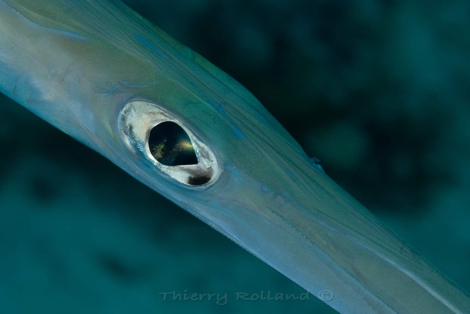 œil de poisson flutte