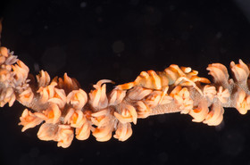 Crevette et corail fouet