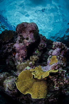 Ambiance corail sur la grande barière
