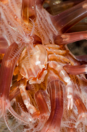 Crabe