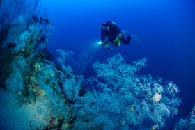 Plongée profonde La Ciotat - corail noir
