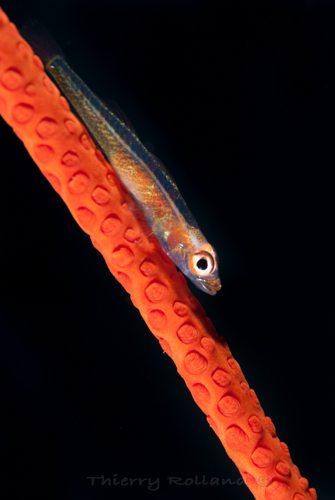 Gobie nain et corail fouet