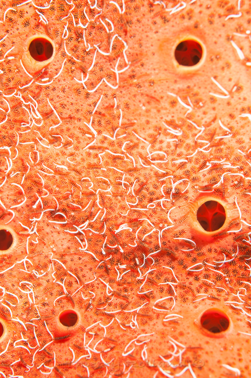 surface éponge et parasites