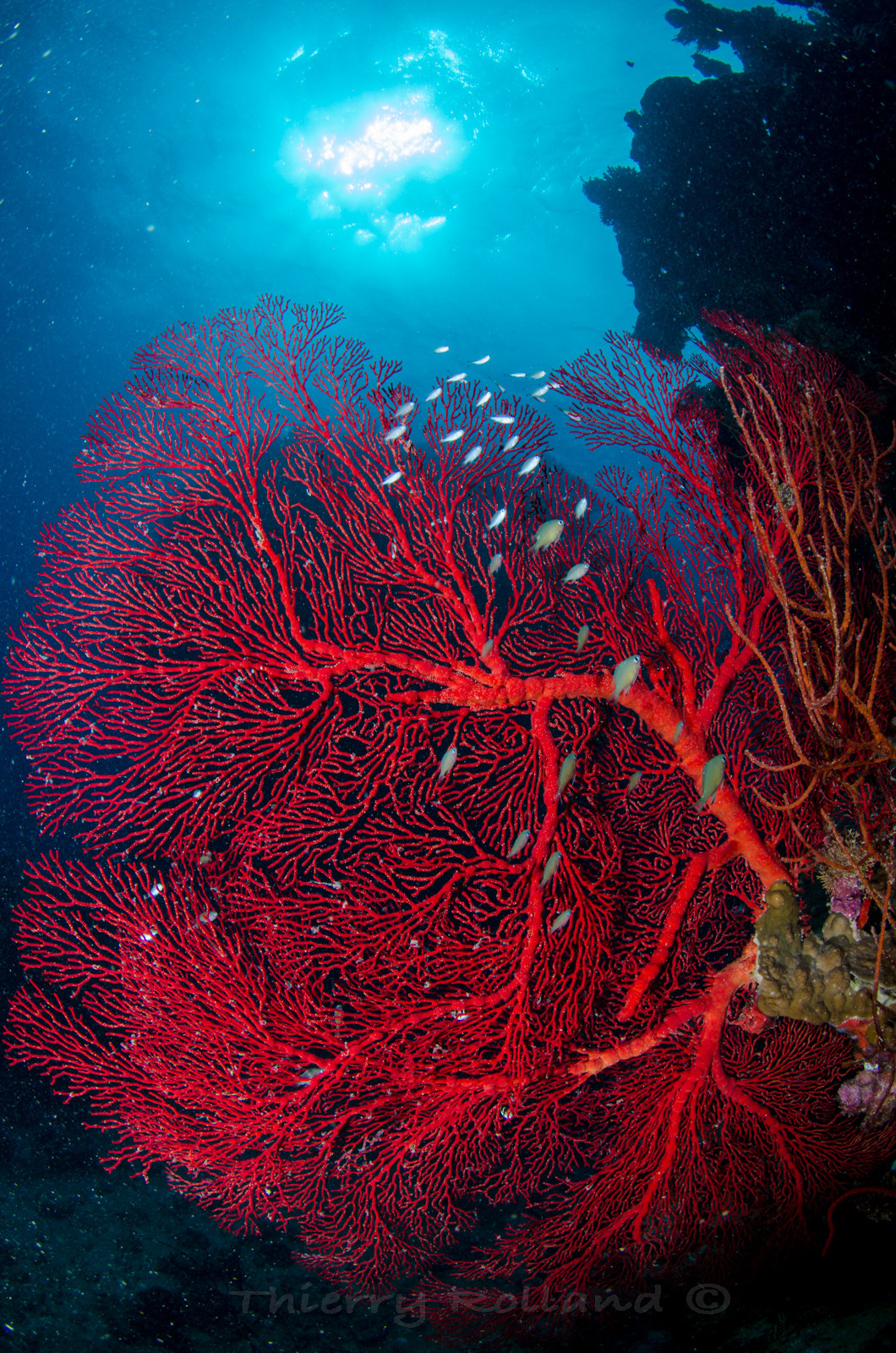 Gorgonnes