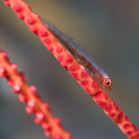 Gobie nain et corail fouet