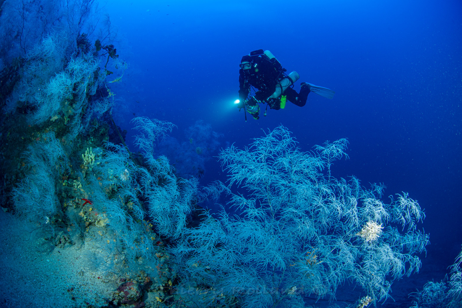Plongée profonde La Ciotat - corail noir