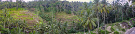 Rizières, Bali, Indonésie