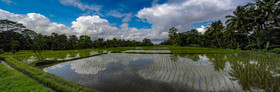 Risières, Ubud, Bali, Indonésie