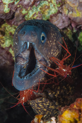 Murène grise et crevette nettoyeuses