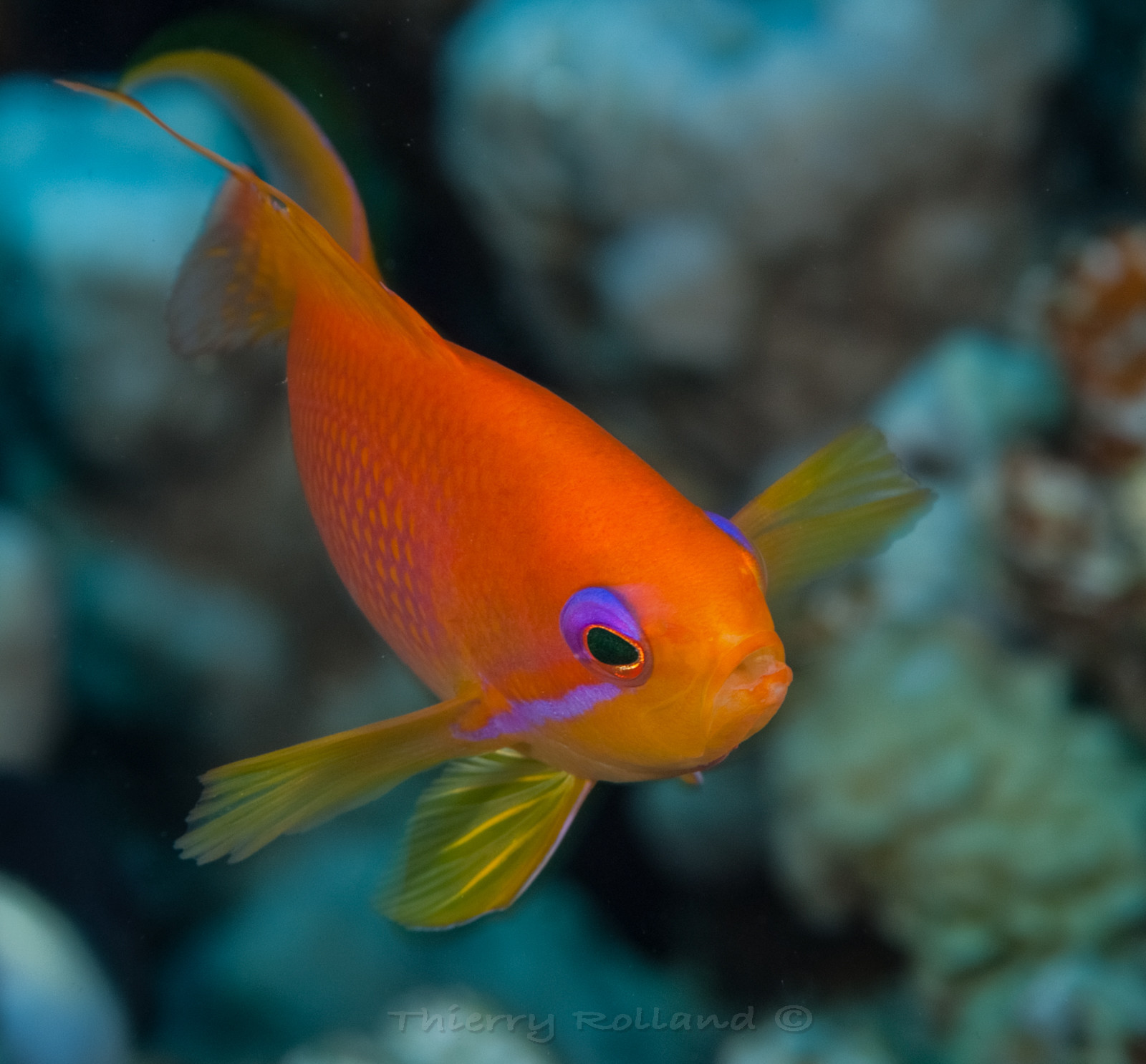 Anthias