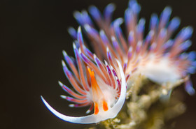 Flabéline