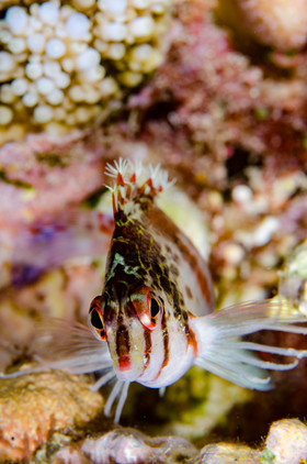 Poisson faucon