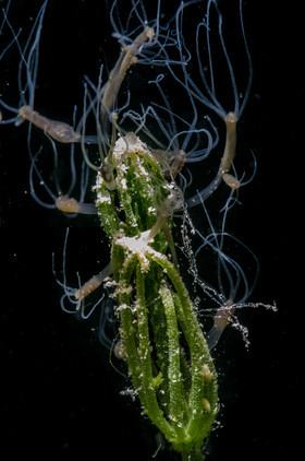Bouquet d'hydres
