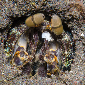 Mante de mer
