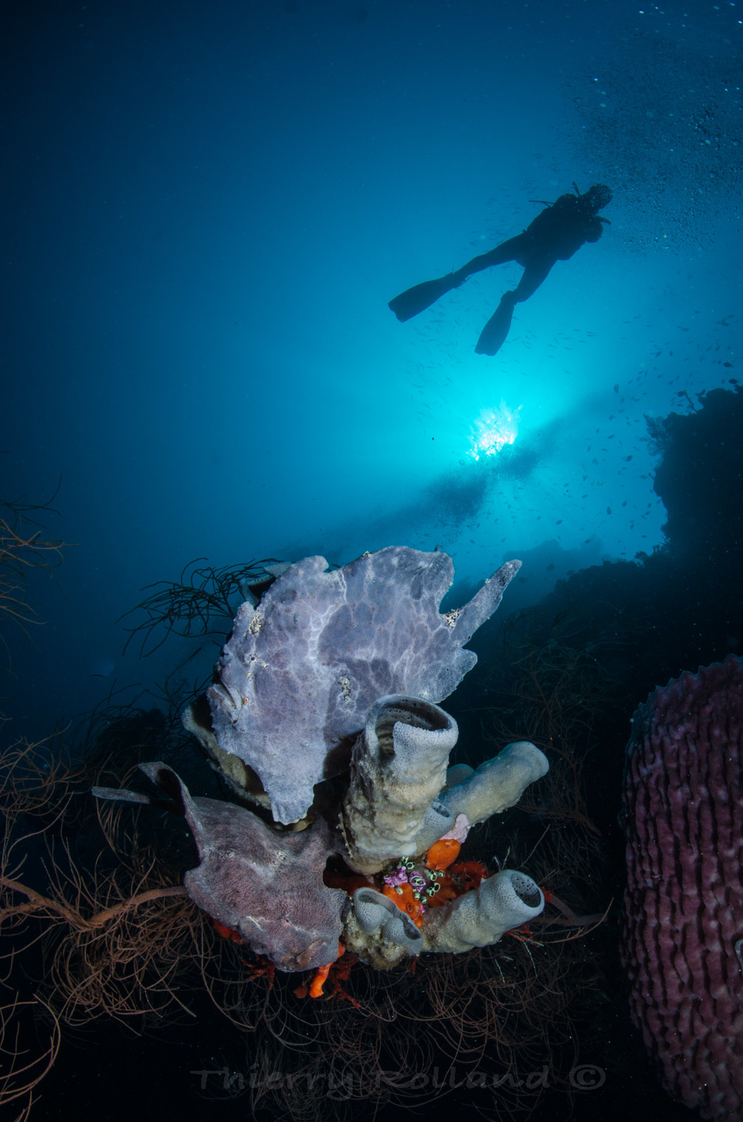 Deux frog fish ambiance !