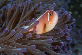 Poisson clown