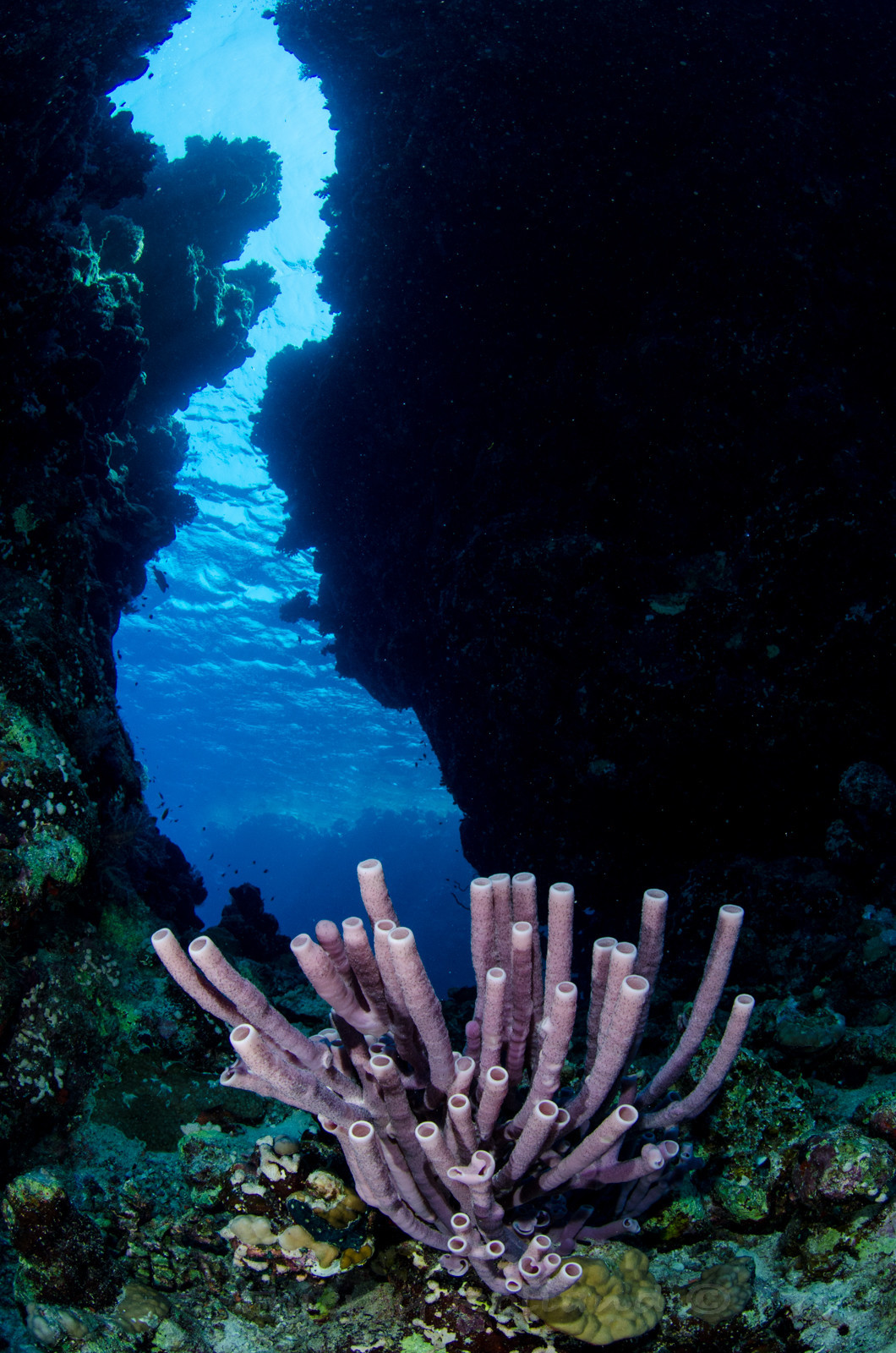 Eponges tubes et grottes