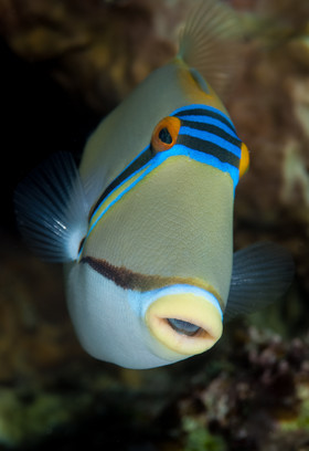 Portrait de baliste Picaso - Abu Dabab - Marsa Alam