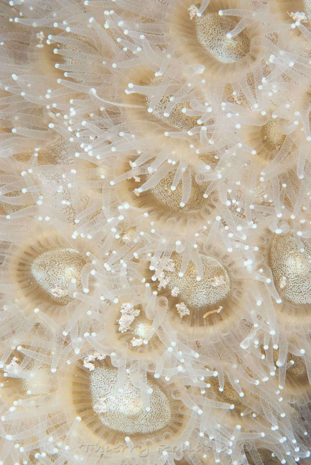 surface corail de nuit