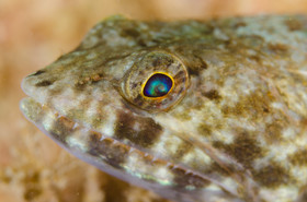 Poisson lezar