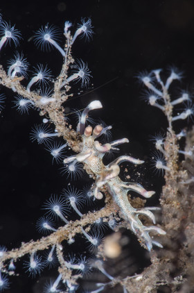 Nudibranche
