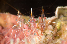 Crevettes