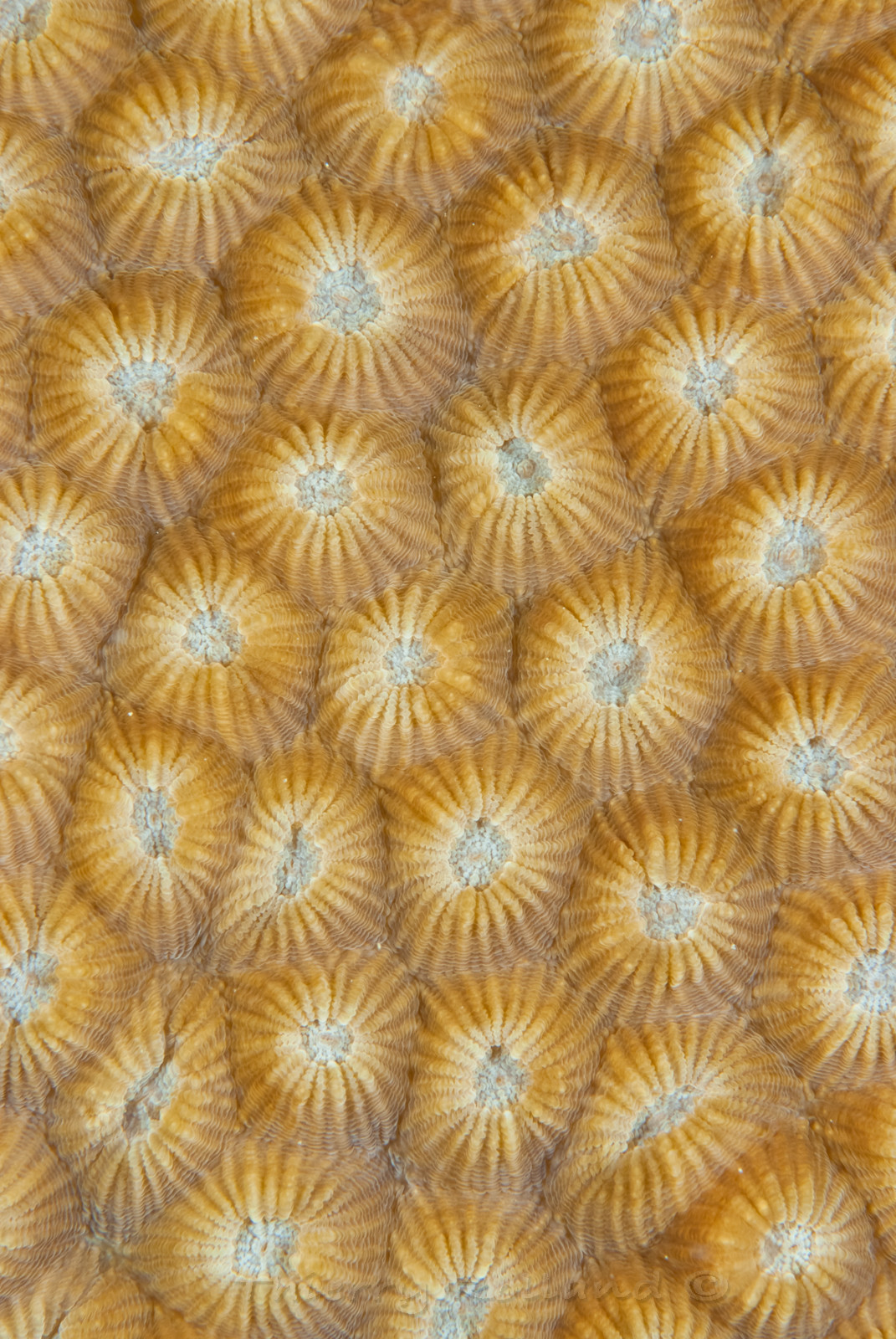 surface corail