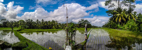 Rizières, Bali, Indonésie