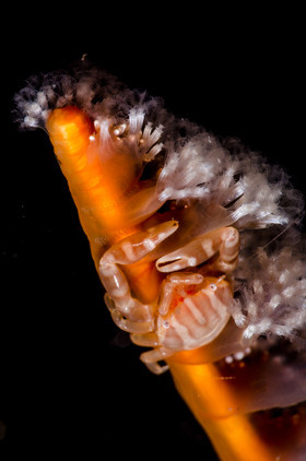 Crabe et plume de mer